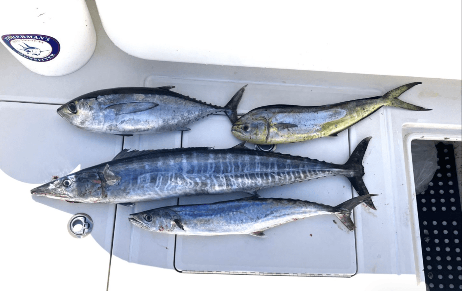 6-Hour Sportfishing & Kite Fishing Charter